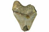 Bargain, Fossil Megalodon Tooth - Serrated Blade #294688-1